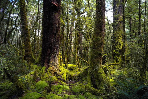 Dense rainforest in the Fiordland National Park, on New Zealand's South Island.