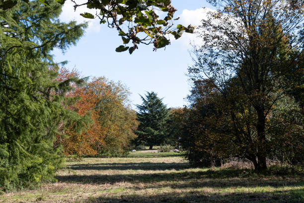 istock Corridor of trees leading to a pine tree 1752681217