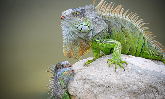 A family of green iguanas bask on a warm rock.