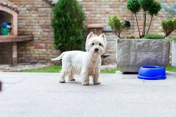 West Highland White Terrier standing in the backyard next to his empty food bowl.