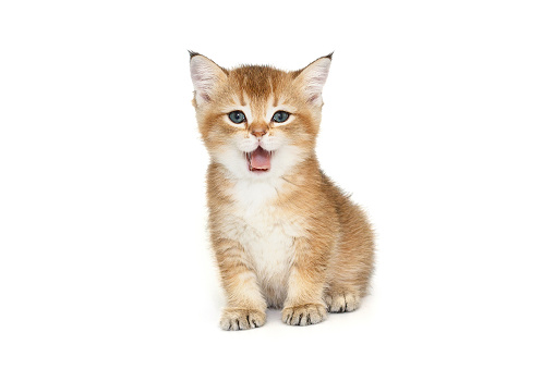 Scottish ginger kitten with blue eyes meows, isolated on a white background