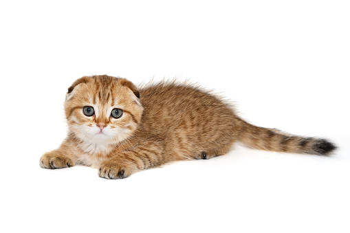 Small Scottish kitten of golden color lies, isolated on a white background