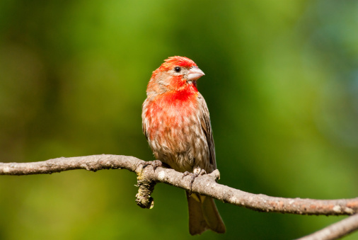 The House Finch (Haemorhous mexicanus) is a year-round resident of North America and the Hawaiian Islands. Male coloration varies in intensity with availability of the berries and fruits in its diet. As a result, the colors range from pale straw-yellow through bright orange to deep red. Adult females have brown upperparts and streaked underparts. This male finch was photographed in Edgewood, Washington State, USA.