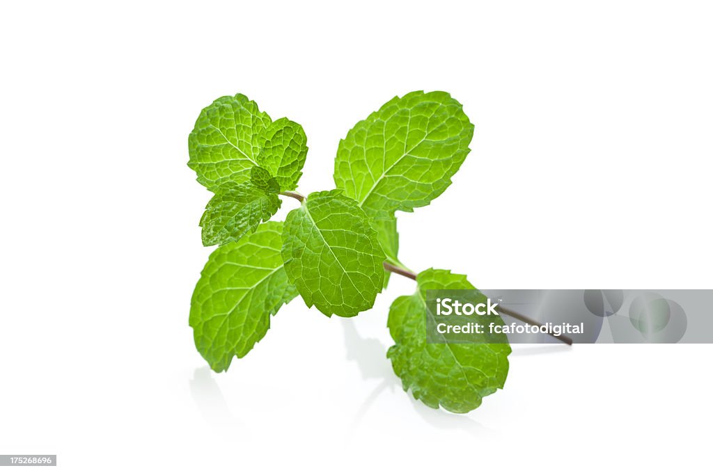 Mint - Lizenzfrei Ast - Pflanzenbestandteil Stock-Foto