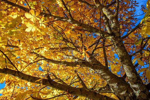 Wunderschöner goldfarbener Kastanienbaum von unten