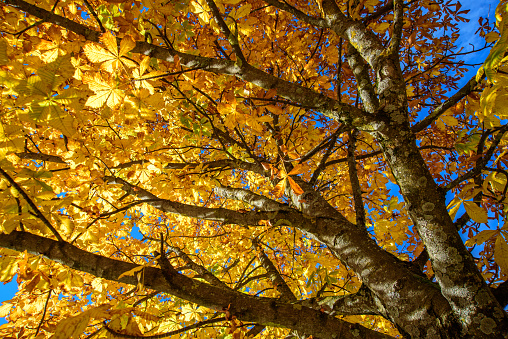 An autumn nature, fall background of blurred foliage and tree leaves at sunset in an autumn landscape that could be used for Thanksgiving.