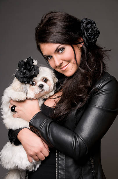 Beautiful Woman Holding Shih Tzu Poodle Dog Beautiful Woman Smiling Holding Shih Tzu Poodle Dog with Hair Flower on Gray Background shitzu looking at camera white glamour stock pictures, royalty-free photos & images