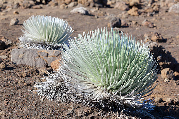 haleakala silversword plant, maui - haleakala national park maui nature volcano stock-fotos und bilder