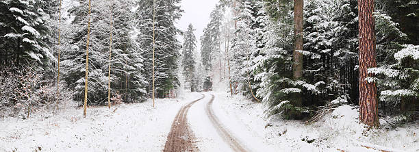 istock Trail through Winter Forest - 36 Mpix XXXL Panorama 175269162