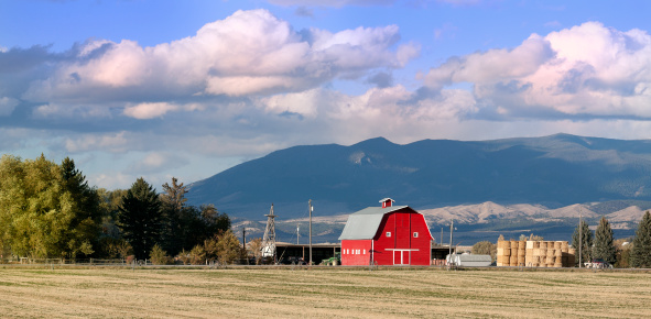 Mt. Baker rising in the background of a wheat field and barn in Delta, BC.