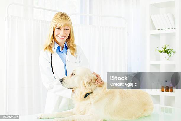 若い女性の獣医ケアの犬ます - カメラ目線のストックフォトや画像を多数ご用意 - カメラ目線, カラー画像, テーブル