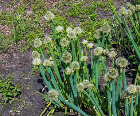 Allium fistulosum. Flowering onions in the garden. Edible plant, blooming perennial