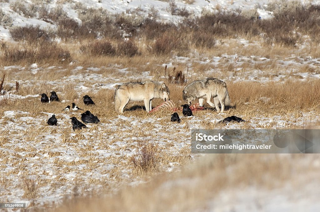 Blacktail wolves on carcass Yellowstone NP Wyoming "As ravens linger nearby and a freezing December winter wind whips, a pair of the Blacktail pack feed on a carcass in the snow on the Blacktail Plateau in the Yellowstone National Park in Wyoming." Wolf Stock Photo
