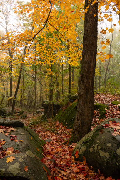 istock Dreamy autumn forest morning 1752698207
