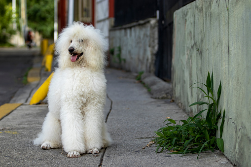 Poodle sitting in front of his residence