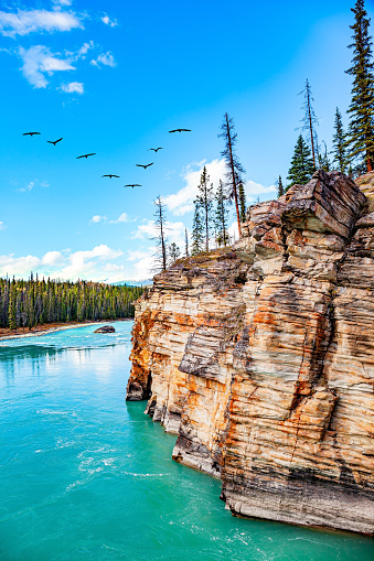 The Athabasca River is of glacial origin and turquoise in color. Jasper National Park. Steep cliff above a bend in the river. Canada, Canadian Rockies.