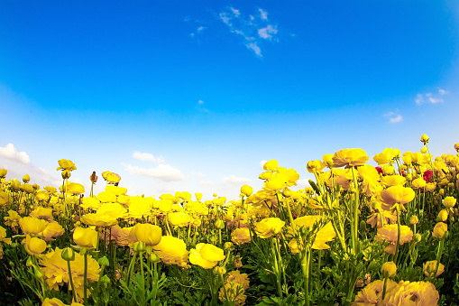 Picturesque fields of large terry yellow buttercups/ranunculus. The kibbutzim of the south grow beautiful flowers. Israel