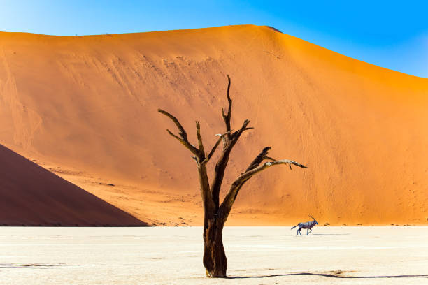 istock The dunes of Sossusvlei 1752708264