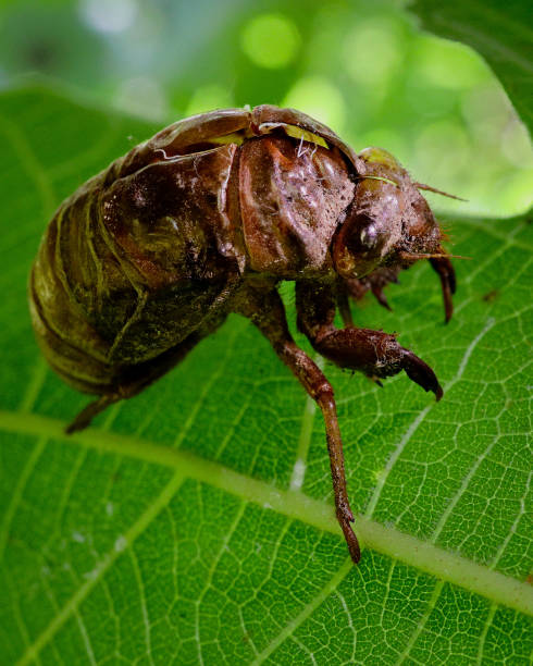 Cicata Shell 2,300+ Cicada Shell Stock Photos, Pictures & Royalty-Free Images - iStock