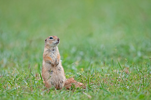 Mummy Ground squirrel looking around. Cute funny animal ground squirrel. Green nature background.