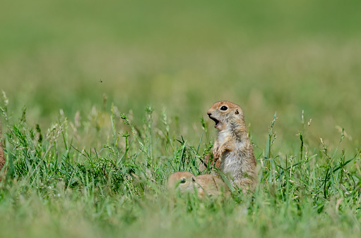 Young ground squirrel warns of danger. Cute funny animal ground squirrel. Green nature background.