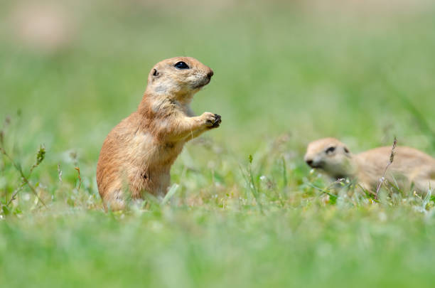 istock Cute funny animal ground squirrel. Green nature background. 1752732901