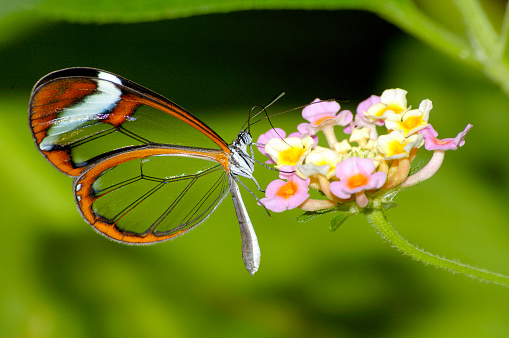 A butterfly with iridescent wings fluttering among the colorful blossoms of a garden, creating a magical scene of beauty and grace.