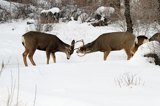 Two Mule Deer Bucks fighting for dominance in East Central Idaho.