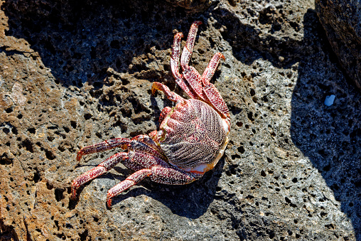 Atlantic rock crab (Grapsus grapsus adscensionis) lying on a rock inside a cave, Fuerteventura, Canary Islands, Spain