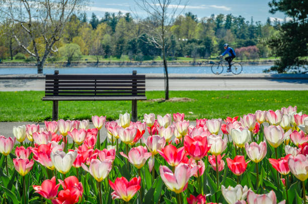 ciclista a lo largo del lago dow, festival canadiense del tulipán, ottawa, ontario, canadá - ottawa tulip festival fotografías e imágenes de stock