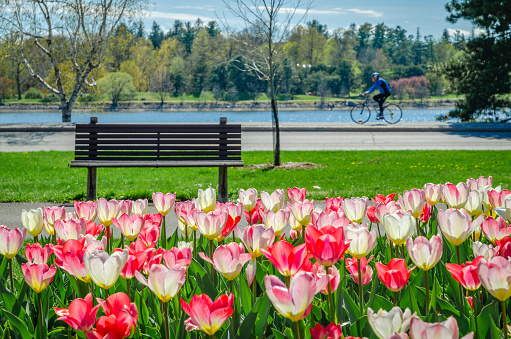 Man cycling along Dow's Lake and Queen Elizabeth Drive during the Canadian Tulip Festival, pink and white blooming tulips, bench in Commissioners Park, Ottawa, Ontario, Canada (May 2021).