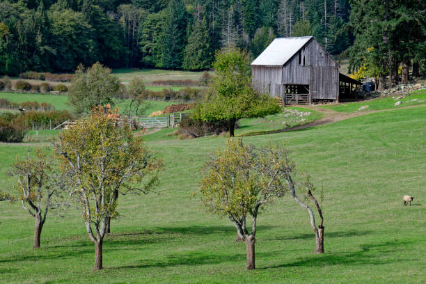New Market, Virginia, USA - September 22, 2024: The rebuilt Bushong family barn at the American Civil War’s New Market Battlefield State Historical Park in the Shenandoah Valley.