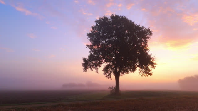 AERIAL Morning Mist Covering Agricultural Land with Lone Tree under Sky at Sunrise
