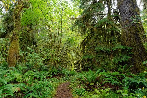 The rainforest at Lake Quinault, Washinton state, USA