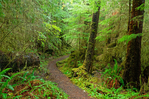 The rainforest at Lake Quinault, Washinton state, USA