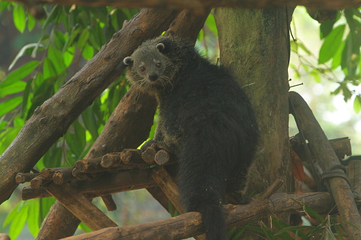 portrait of a binturong in a tree