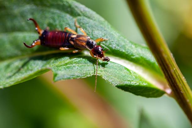 istock European earwig, Forficula auricularia, on a plant 1752776080