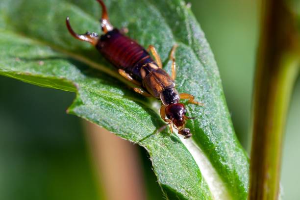 istock European earwig, Forficula auricularia, on a plant 1752776088