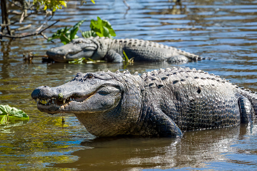 2 American Alligators in swamp