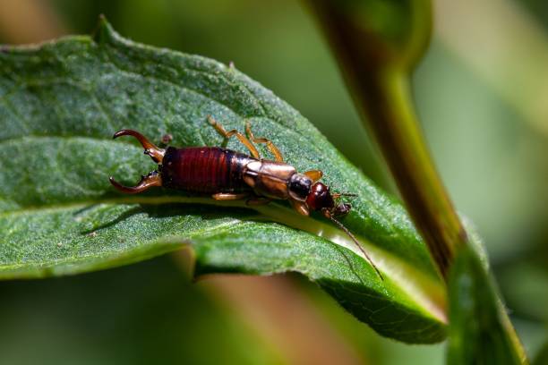 a earwig sits on a stalk in a meadow