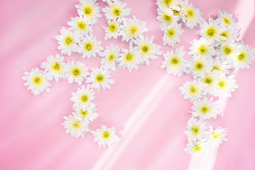 Flower composition on a pink background.