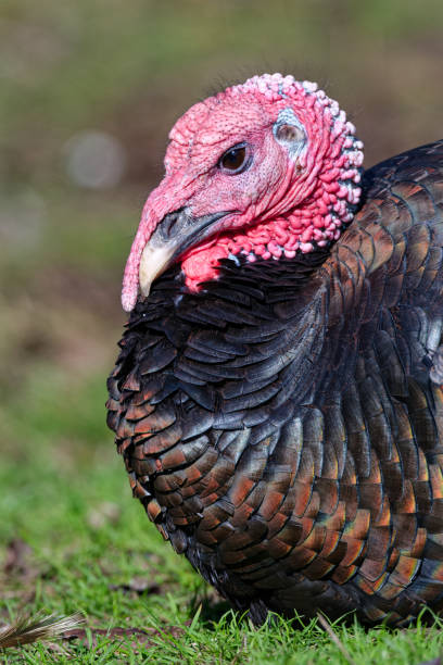 istock Wild turkeys, Ruckle Park, Salt Spring Island, BC Canada 1752781810
