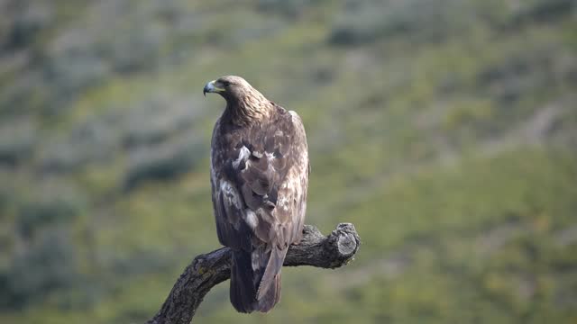 the majestic golden eagle on a trunk