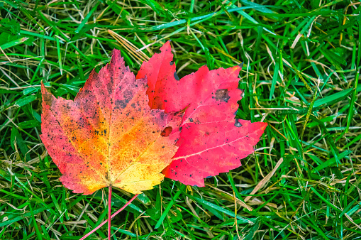 A pair of colorful maple leaves fallen on a green grass background.