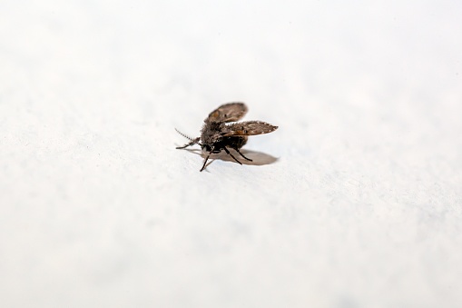 The moth fly Psychoda grisescens on a white wall.