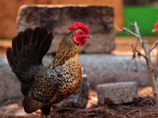 istock Serama chickens are small chickens with beautiful feathers and melodious voices, chickens for hobbies and contests 1752789214