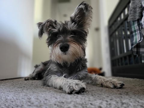 This Schnauzer is impatiently waiting for her turn with the bone after it was stolen from her by her sister.
