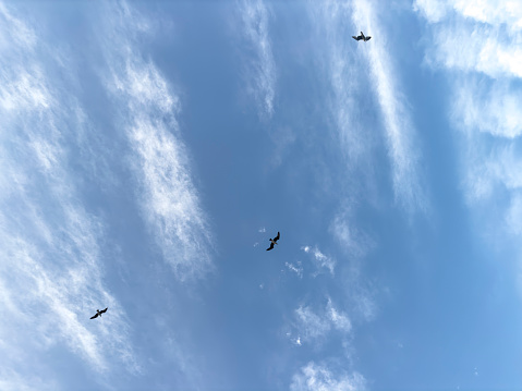 Many seagulls are flying in the sky. Autumn time in the afternoon. Shot from the bottom angle. No people.