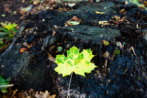 October 22, 2023: A leaf of a maple tree (danish: løn) fallen on a tree stub. An extreme difference in texture and colors. The stub is black and dark brown, the leaf shiny yellow and light green colors. withered leaves and the dark forest floor can be seen all around. A quite amazing shot