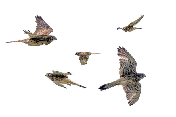 immagine ritagliata gheppio comune in volo su sfondo bianco. - clipped wings foto e immagini stock